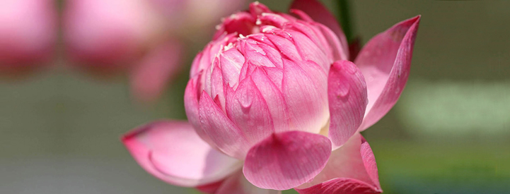 Half Bloomed Lotus